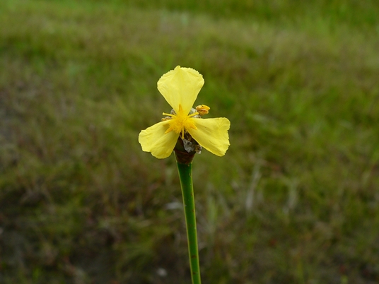 {Xyris sp.}
